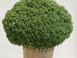 Garden Design
Calimesa, CA