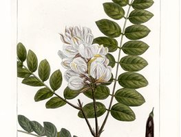 The North American Sylva
Garden Design
Calimesa, CA