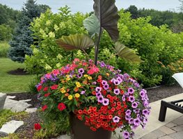 Colorful Flower Container Planting
Garden Design
Calimesa, CA