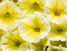 Supertunia Limoncello, Yellow Petunia
Proven Winners
Sycamore, IL