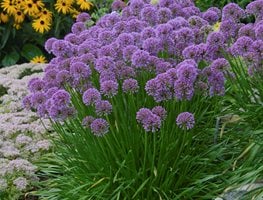 Millenium Allium, Allium Hybrid
Proven Winners
Sycamore, IL