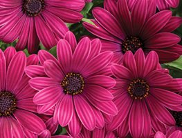 Bright Lights Purple African Daisy, Osteospermum, Purple Flower
Proven Winners
Sycamore, IL