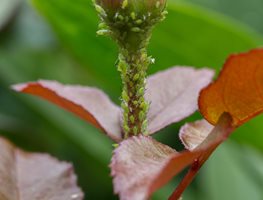 Aphids On Rose Bud, Aphids On Roses
Shutterstock.com
New York, NY
