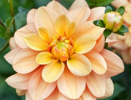 Ginger Snap Dahlia, Orange Flower, Waterlily Dahlia
Garden Design
Calimesa, CA