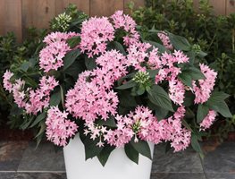 Sunstar Pink Egyptian Star Flower, Pink Pentas Flowers
Proven Winners
Sycamore, IL