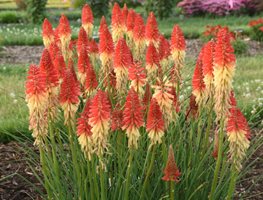 Rocket's Red Glare Kniphofia, Kniphofia Hybrid
Proven Winners
Sycamore, IL
