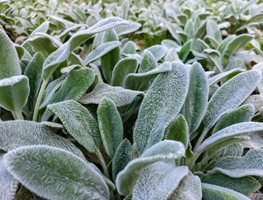 'silver Carpet' Lamb's Ear, Stachys Byzantina
Shutterstock.com
New York, NY