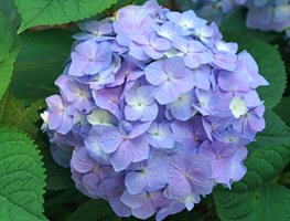 Let's Dance Skyview Hydrangea, Blue Hydrangea
Proven Winners
Sycamore, IL