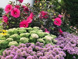 Sunny Driveway Garden
Here She Grows