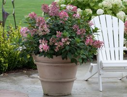 Little Quick Fire Hydrangea, Hydrangea Paniculata
Proven Winners
Sycamore, IL