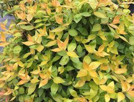 Funshine Abelia, Abelia Grandiflora
Proven Winners
Sycamore, IL