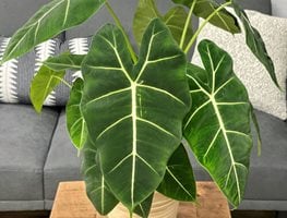 Mythic Frydek Alocasia, Alocasia Hybrid
Proven Winners
Sycamore, IL