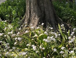 Ephemerals Planted Under Tree
Garden Design
Calimesa, CA