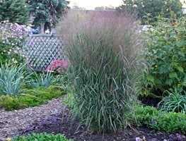 Apache Rose Switchgrass, Panicum Virgatum
Proven Winners
Sycamore, IL