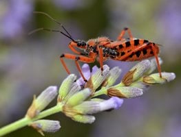 Assassin Bug
Shutterstock.com
New York, NY