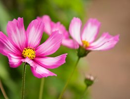 Candy Stripe Cosmos, Cosmos Bipinnatus, Pink Cosmos Flower
Garden Design
Calimesa, CA
