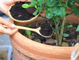 Coffee Grounds In Plants
Shutterstock.com
New York, NY