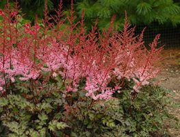 Delft Lace Astilbe, Astilbe Hybrid
Proven Winners
Sycamore, IL