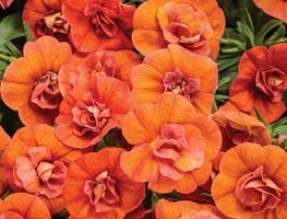 Double Orange Superbells Calibrachoa, Orange Calibrachoa
Proven Winners
Sycamore, IL