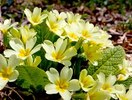 English Primrose, Yellow Primrose Flowers
Shutterstock.com
New York, NY