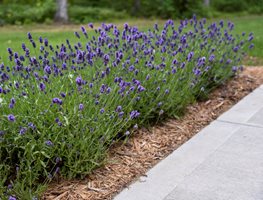 Lavender Border, Sweet Romance Lavender
Proven Winners
Sycamore, IL
