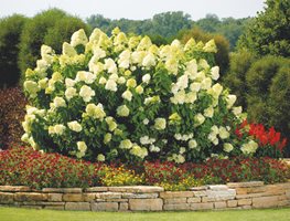 Limelight Hydrangea Shrub, Hydrangea Paniculata
Proven Winners
Sycamore, IL