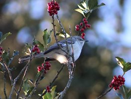Mockingbird In Holly Bush
Shutterstock.com
New York, NY