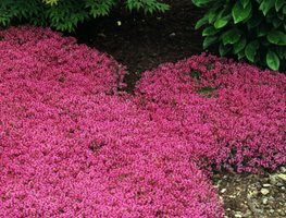 Red Creeping Thyme, Thymus Praecox, Flowering Groundcover
Proven Winners
Sycamore, IL