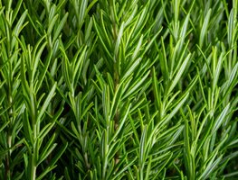 Rosemary Plant, Rosmarinus
Shutterstock.com
New York, NY