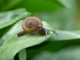 Snail On Leaf, Garden Snail
Shutterstock.com
New York, NY