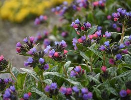 Spot On Lungwort Flowers
Proven Winners
Sycamore, IL