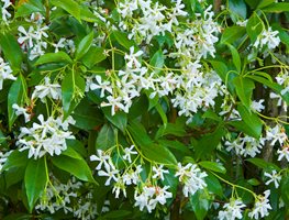 Star Jasmine, Trachelospermum Jasminoides
Garden Design
Calimesa, CA