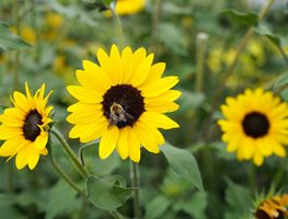 Suncredible Sunflower, Sunflower With Bee
Proven Winners
Sycamore, IL