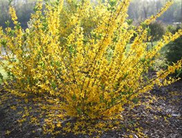 Flying Machine Forsythia, Forsythia Koreana, Flowering Shrub
Proven Winners
Sycamore, IL
