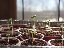 Sprouting Seeds, Seeds In Pots, Growing Seeds
Shutterstock.com
New York, NY