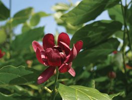 Aphrodite Sweetshrub, Calycanthus
Proven Winners
Sycamore, IL