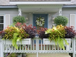 Coleus Window Boxes
Garden Design
Calimesa, CA
