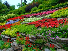 Colorful Flowers, Terraced Hillside
Garden Design
Calimesa, CA