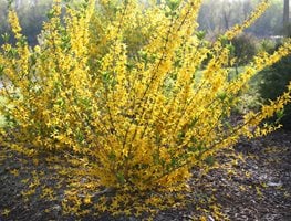 Flying Machine Forsythia, Forsythia Koreana, Flowering Shrub
Proven Winners
Sycamore, IL
