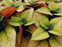 Honeycrisp Coleus, Coleus Plant
Garden Design
Calimesa, CA