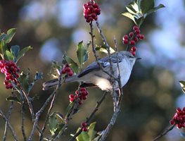 Mockingbird In Holly Bush
Shutterstock.com
New York, NY