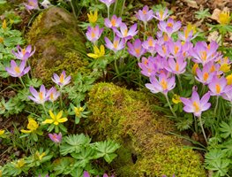 Spring Bulbs, Crocus
Garden Design
Calimesa, CA