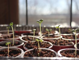 Sprouting Seeds, Seeds In Pots, Growing Seeds
Shutterstock.com
New York, NY