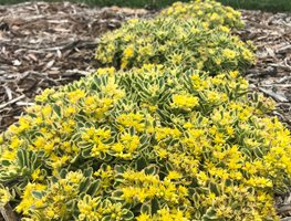Boogie Woogie Sedum, Yellow Flowering Sedum, Ground Cover Sedum
Proven Winners
Sycamore, IL
