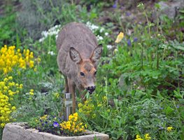 Deer In Garden
Shutterstock.com
New York, NY