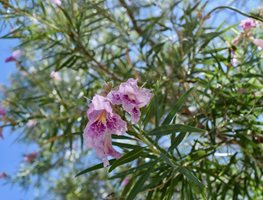 Desert Willow In Bloom, Chilopsis Linearis
Shutterstock.com
New York, NY