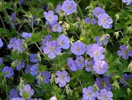 Geranium 'rozanne'
Walters Gardens