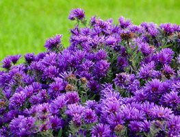 Grape Crush New England Aster, Purple Aster
Proven Winners
Sycamore, IL