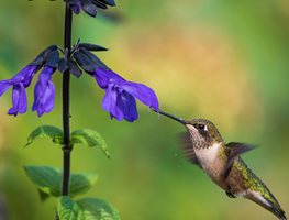 Hummingbird And Salvia Plant, Hummingbird, Salvia Plant
Shutterstock.com
New York, NY