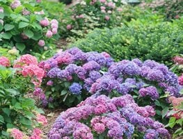 Let's Dance Lovable Hydrangea, Hydrangea Macrophylla
Proven Winners
Sycamore, IL